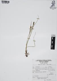 Nemastylis tenuis image